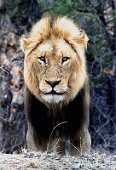 14: Young male lion (KrugerPark)