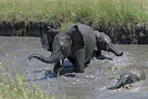 20: Baby Elefants bath  (NGorongoro)
