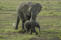 13: Baby elephant playing (Tarangire)