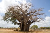 22: Baobab in Selous