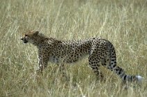 16: Cheetah (Serengeti)