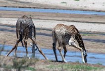 8: Giraffes drinking (Ruaha river)