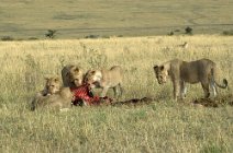 21: Lions hunting (Masai Mara)