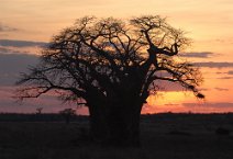 12: Sunset behind the baobab (Tarangire)