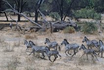 15: Zebra stampide in Selous Game Reserve