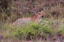 24: leopard serengeti