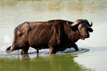 1: Buffalo in Murchinson Falls N.P.