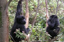 10: Gorillas (Mgahinga National park).
