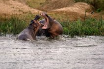 5: Hippos in Kazinga channel  Queen Elizabeth Park.