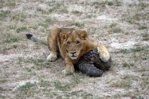 7: Lion trying  to eat a Pangolin in Murchinson Falls N.P.