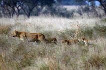 6: Lioness and cubs in Murchinson Falls N.P.