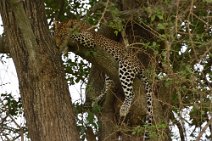 13: leopard on a tree