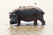 7: Hippo (South Luangwa N.P.)