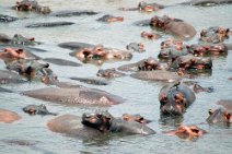 15: Hippos (South Luangwa N.P.)