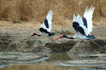 9: Saddlebilled Storks (Low Zambezi N.P.)