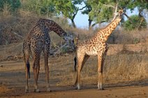 13: The courtship of the male giraffe (Lower Zambezi N.P.)