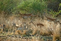 11: The get away (South Luangwa N.P.)
