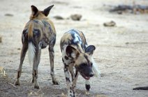 3: Wild dogs (South Luangwa N.P.)
