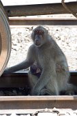 1: Baboon on the railway (Victoria Falls station)