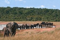 21: Elephants in the lake (Ivory lodge at Hwange N.P.))