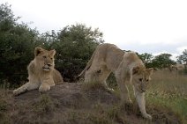 6: Lion cubs (Antelope park)..