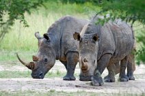 14: White Rhino in Matobo N.P
