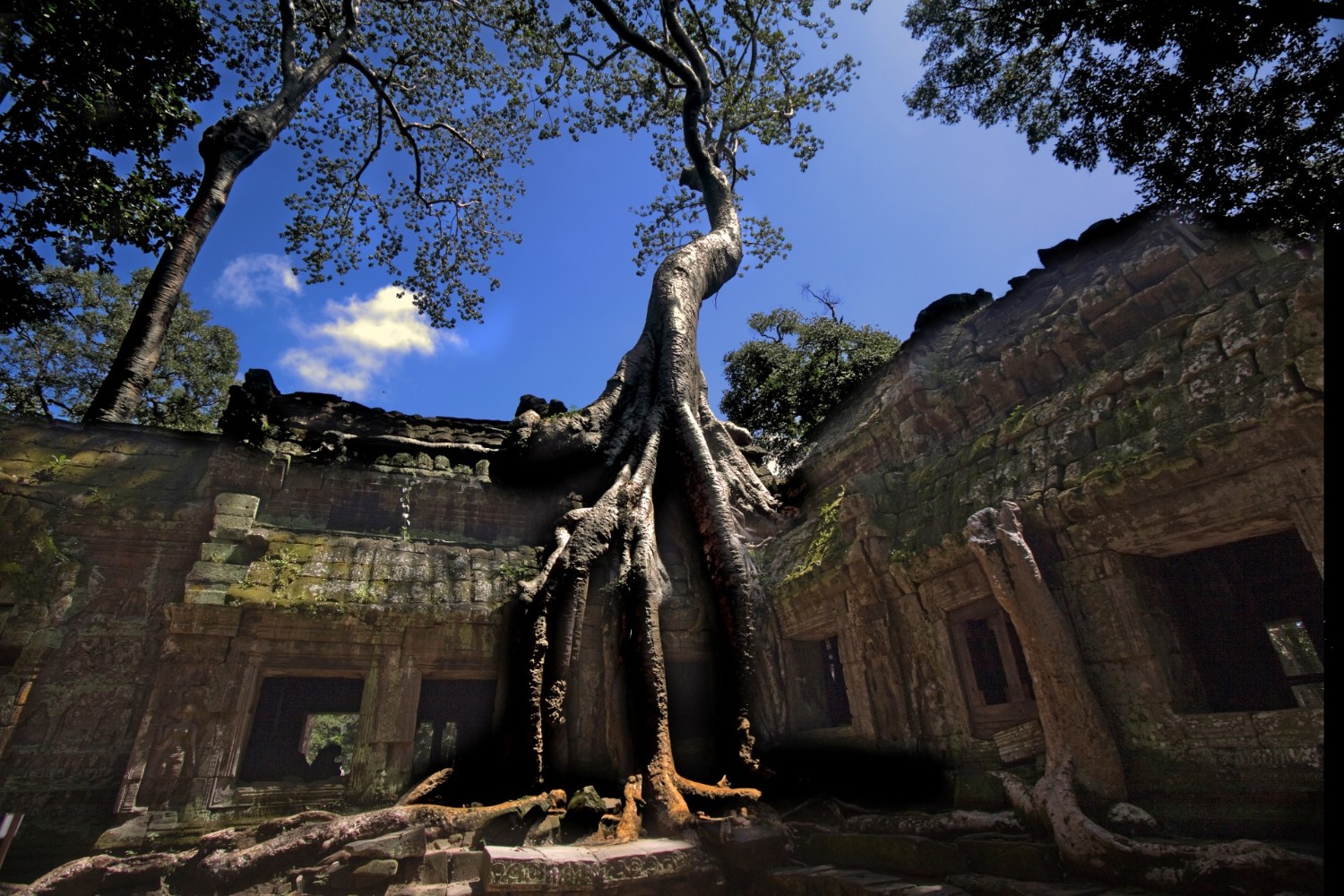 Ta Prohm Temple  Big roots Angkor wat Cambodia